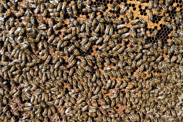 Efeu og bier: Hvordan denne plante kan hjælpe med at bevare vores vigtige bestøvere